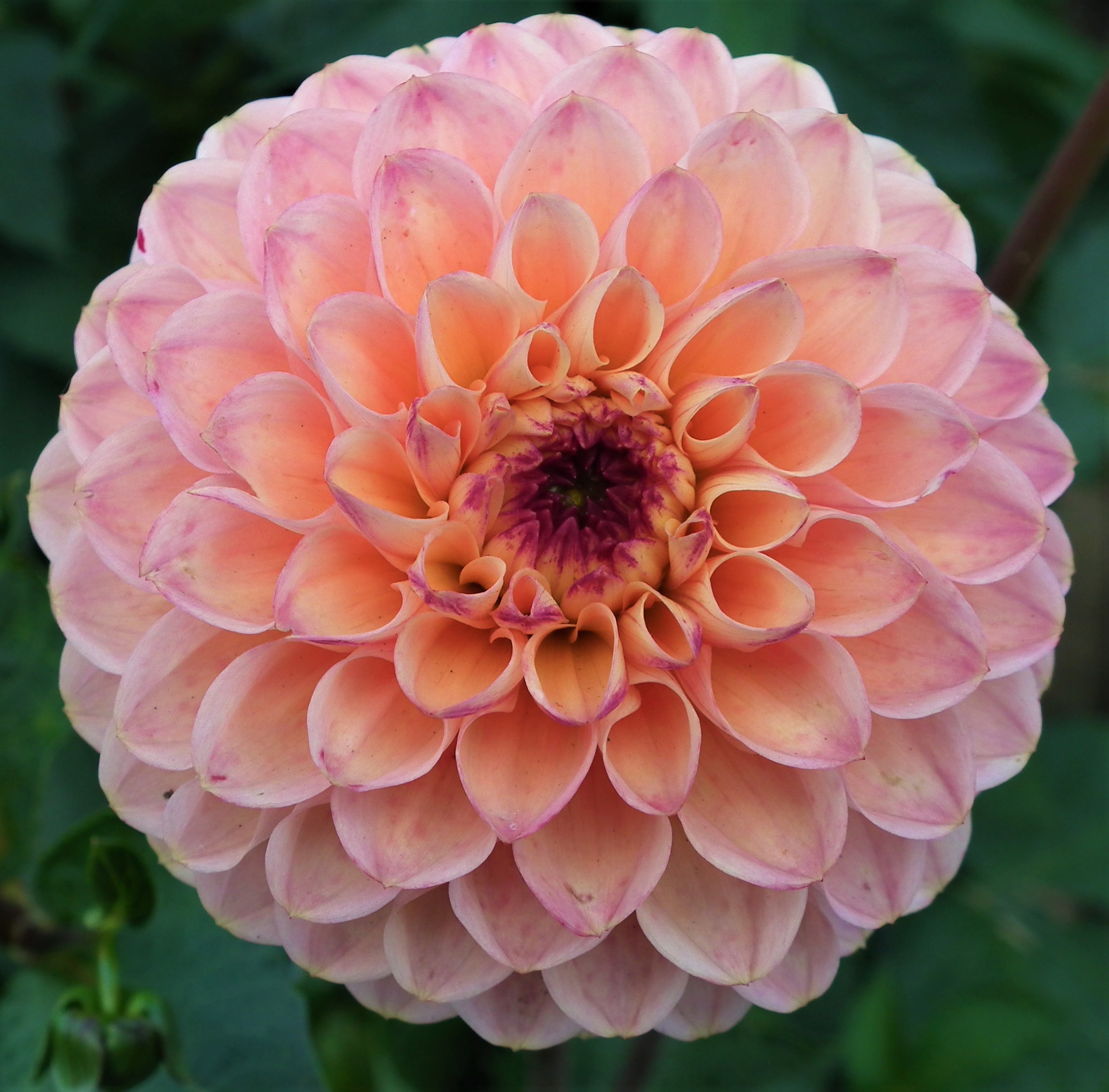 Dahlia Yellow Jill